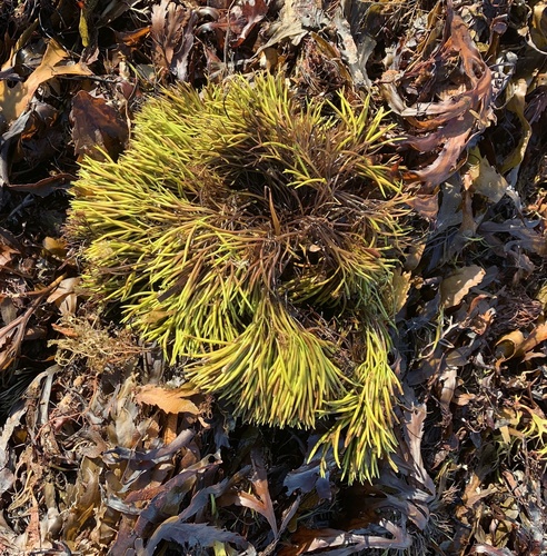 Furcellaria lumbricalis