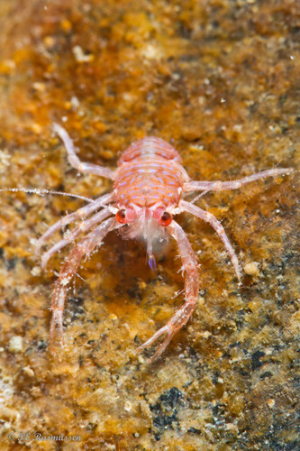 Galathea intermedia