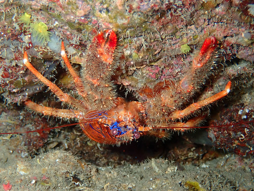 Galathea strigosa