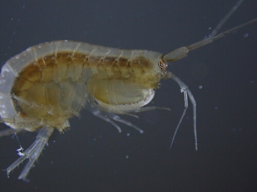 Gammarella fucicola