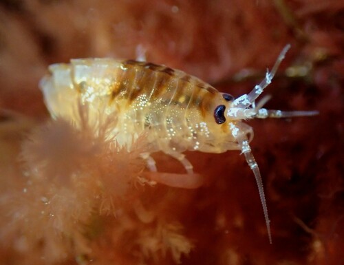 Gammarellus angulosus