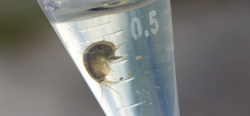 Gammarus duebeni