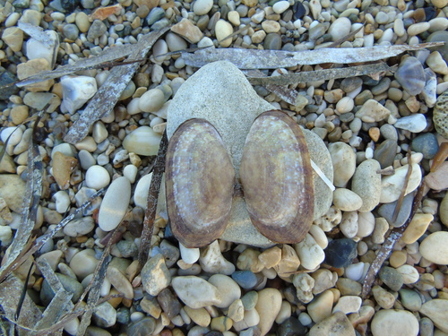 Psammobie