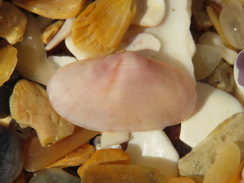 Gari tellinella