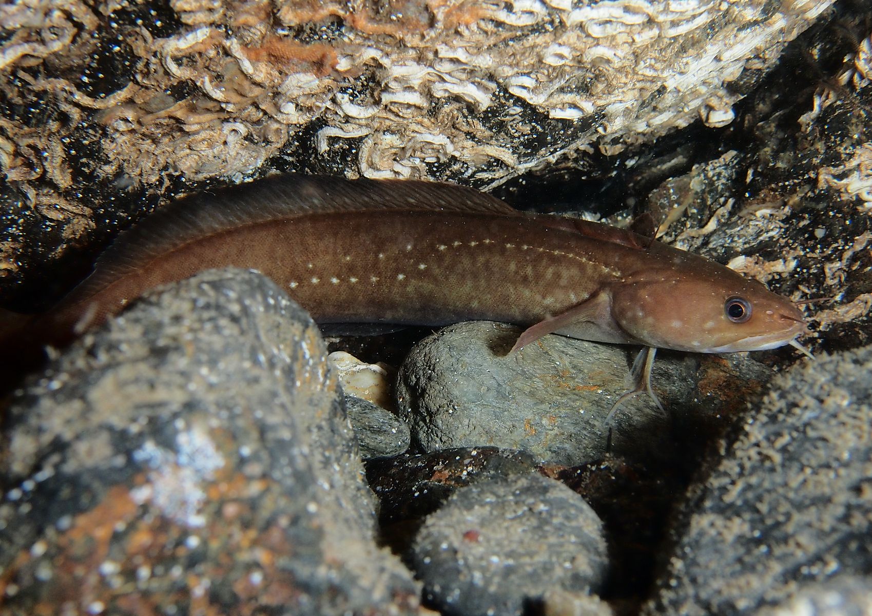 Motelle à trois barbillons