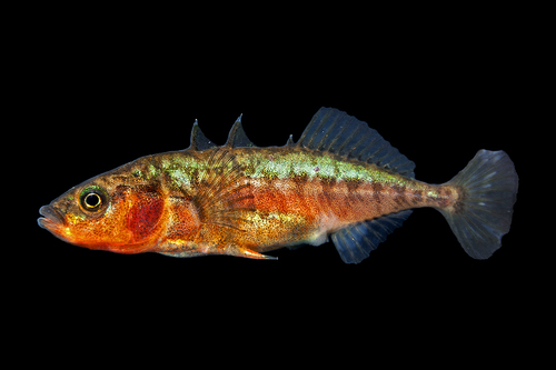 Epinoche