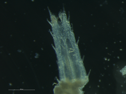 Gastrosaccus sanctus