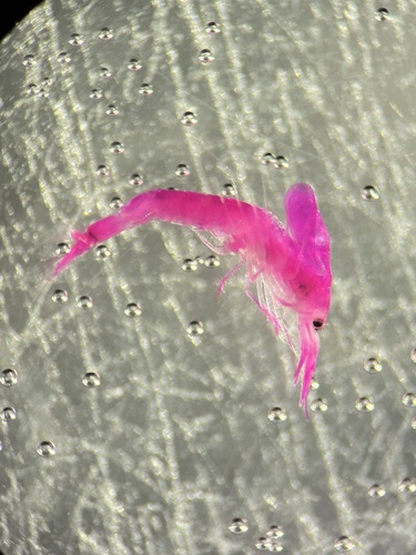 Gastrosaccus spinifer