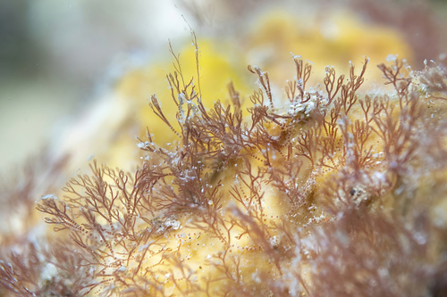 Gayliella flaccida