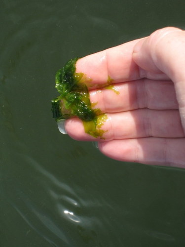 Gayralia oxysperma