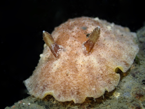 Geitodoris planata