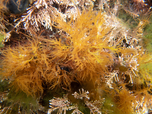 Gelidium pulchellum
