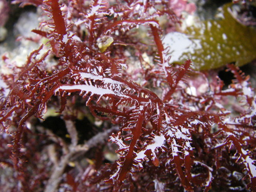 Gelidium spinosum