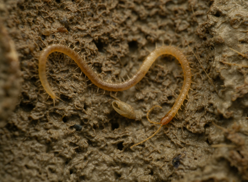 Geophilus seurati