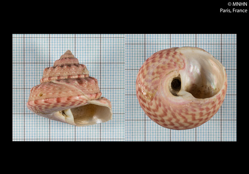 Gibbula magus