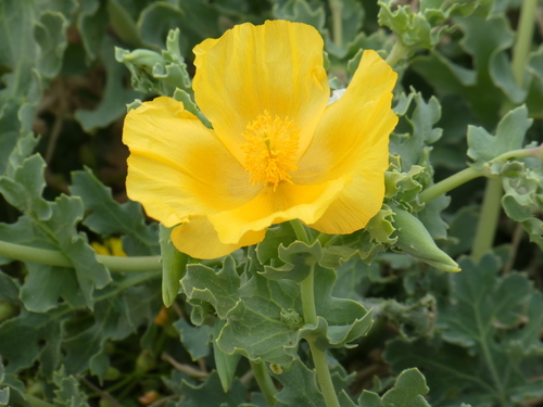Pavot cornu ou Glaucière jaune