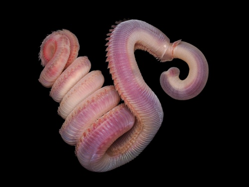 Glycera fallax