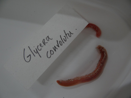 Glycera tridactyla