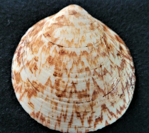 Amande de mer