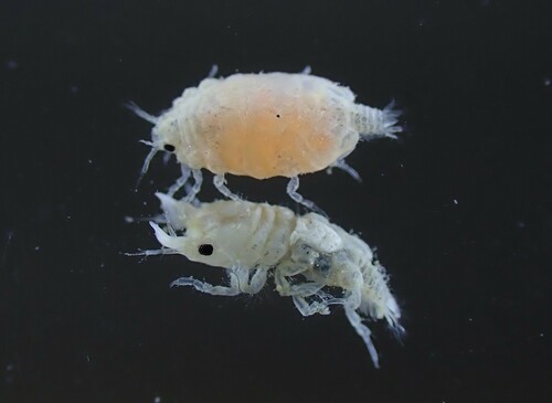 Gnathia maxillaris