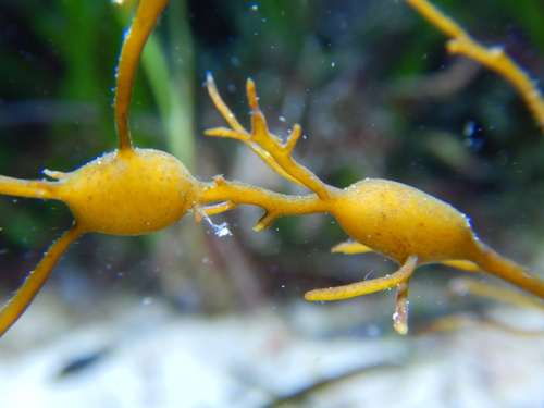 Gongolaria baccata