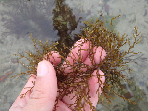 Gongolaria nodicaulis