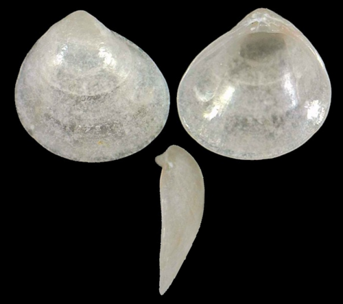 Goodallia triangularis