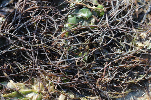 Gracilaria vermiculophylla