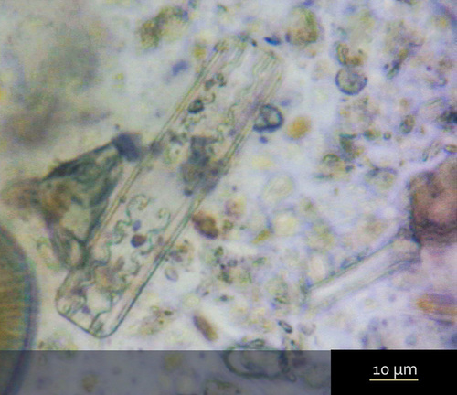 Grammatophora serpentina