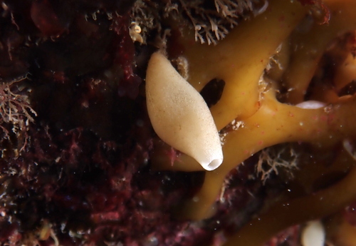Grantia compressa