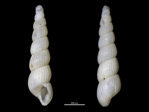 Graphis albida