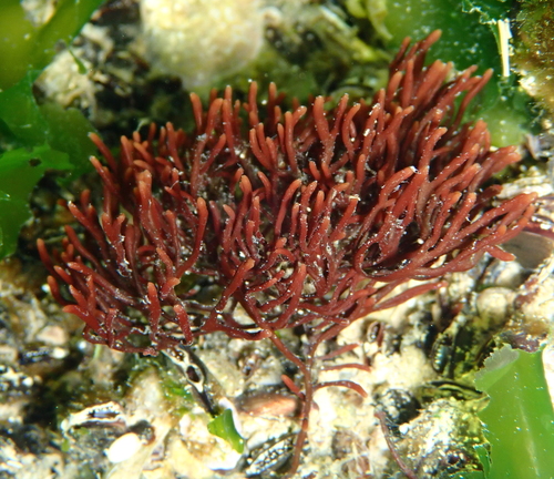 Gymnogongrus griffithsiae