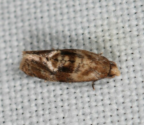 Gynnidomorpha vectisana