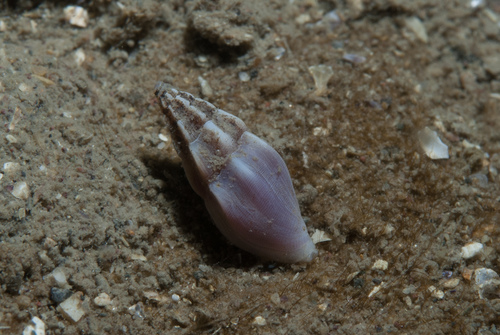 Haedropleura septangularis