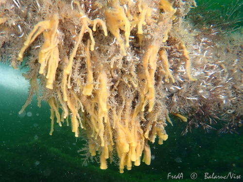 Halichondria bowerbanki