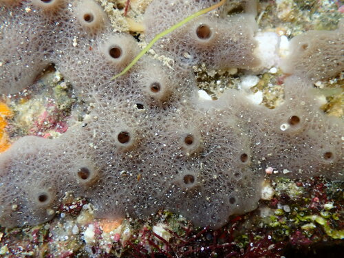 Haliclona cinerea