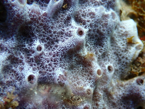 Haliclona fistulosa