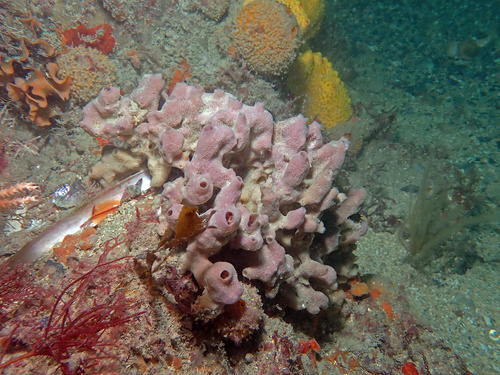 Haliclona viscosa