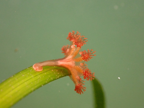 Haliclystus octoradiatus