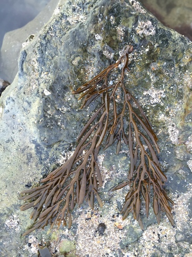Halidrys siliquosa