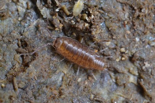 Halophiloscia couchii