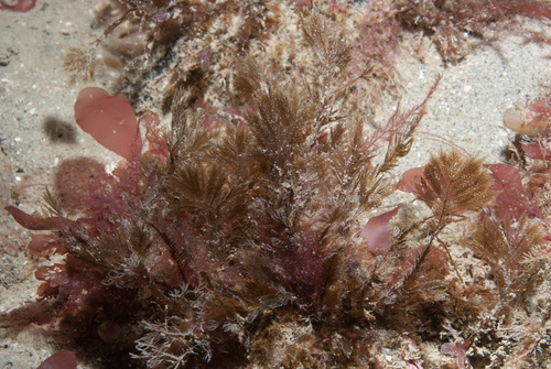 Halopteris filicina