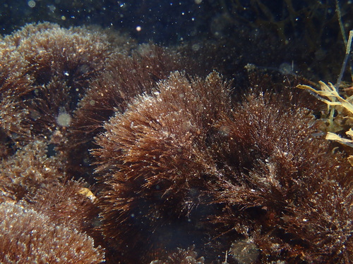 Halopteris scoparia