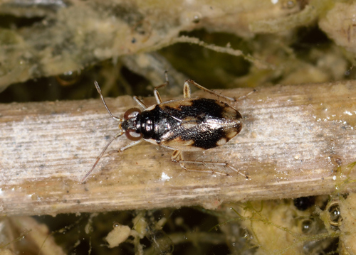Halosalda lateralis