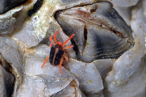 Halotydeus hydrodromus