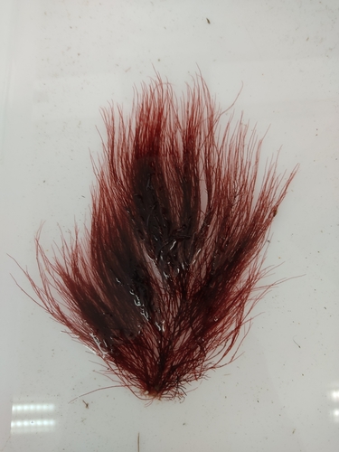 Halurus flosculosus
