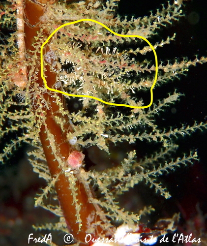 Halyphysema tumanowiczii