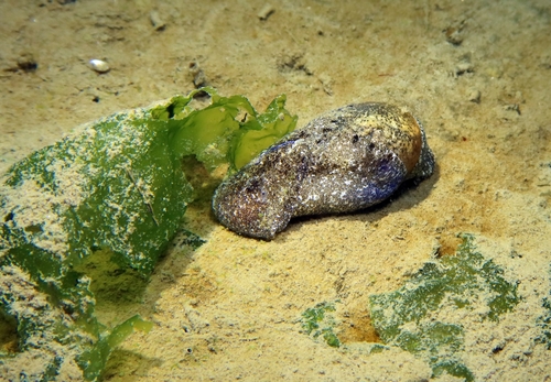 Haminoea navicula