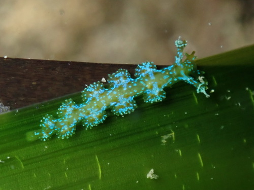 Hancockia uncinata