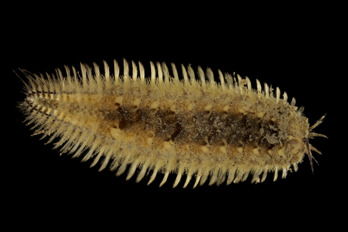Harmothoe clavigera